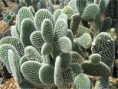 /album/opuntia/o-m-v-a-jpg/